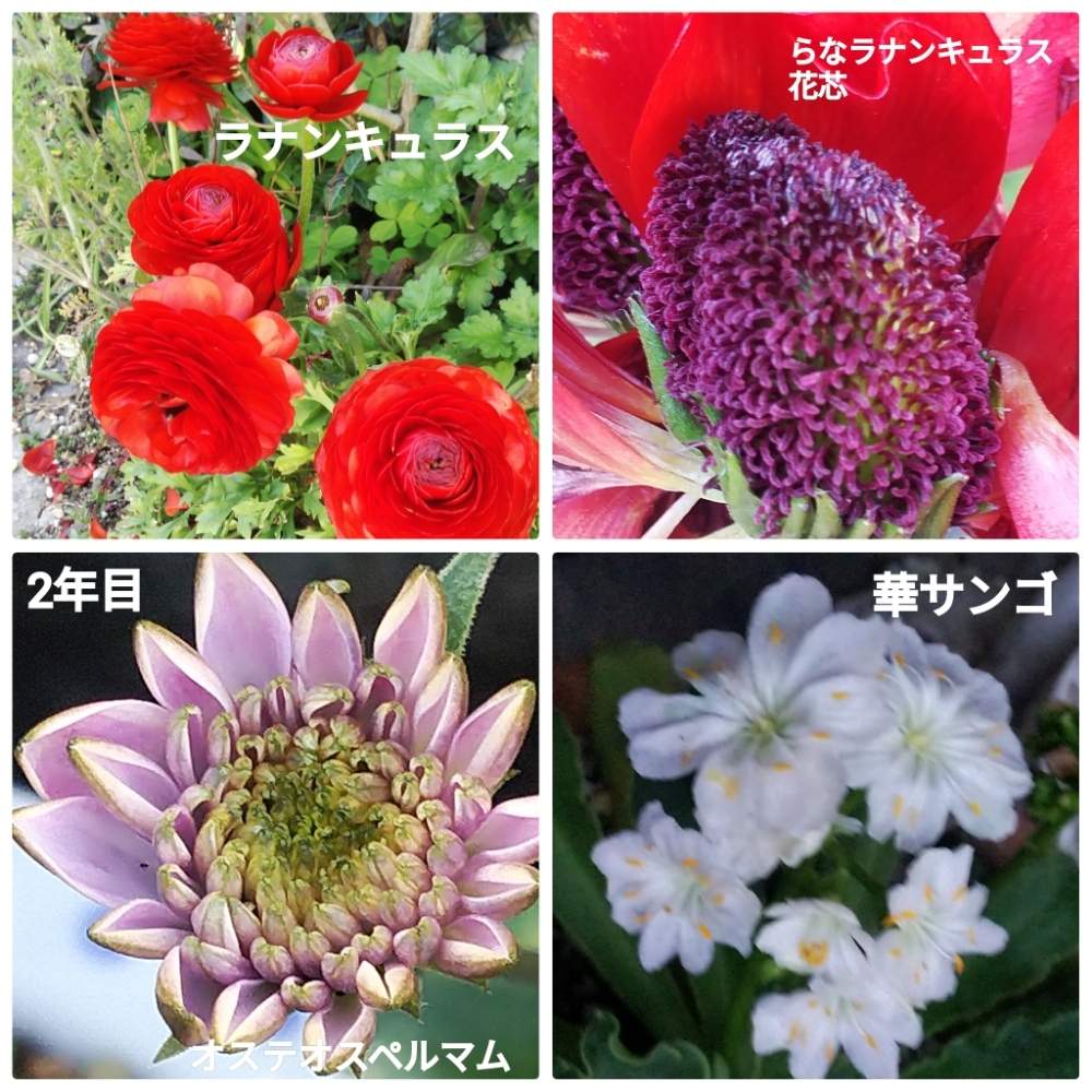 2年物の投稿画像 By メリーさん 素敵な花芯とラナンキュラス と華サンゴの花と鉢植えとオステオスペルマム八重と小さい花壇と花のある暮らしと狭い花壇と地植え 月3月12日 Greensnap グリーンスナップ