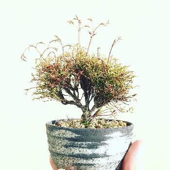 錦糸南天 の投稿画像一覧 Greensnap グリーンスナップ