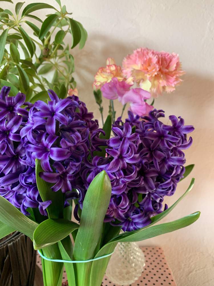 ヒヤシンス 2年目の成長記録 完結 Greensnap グリーンスナップ