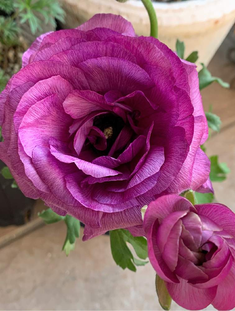 ラナンキュラスの投稿画像 By コキリさんちの庭 さん 小さな庭と紫の花と花のある暮らしと大好き見切り品と紫の花と花のある暮らしと大好き見切り品 月3月12日 Greensnap グリーンスナップ Greensnap グリーンスナップ
