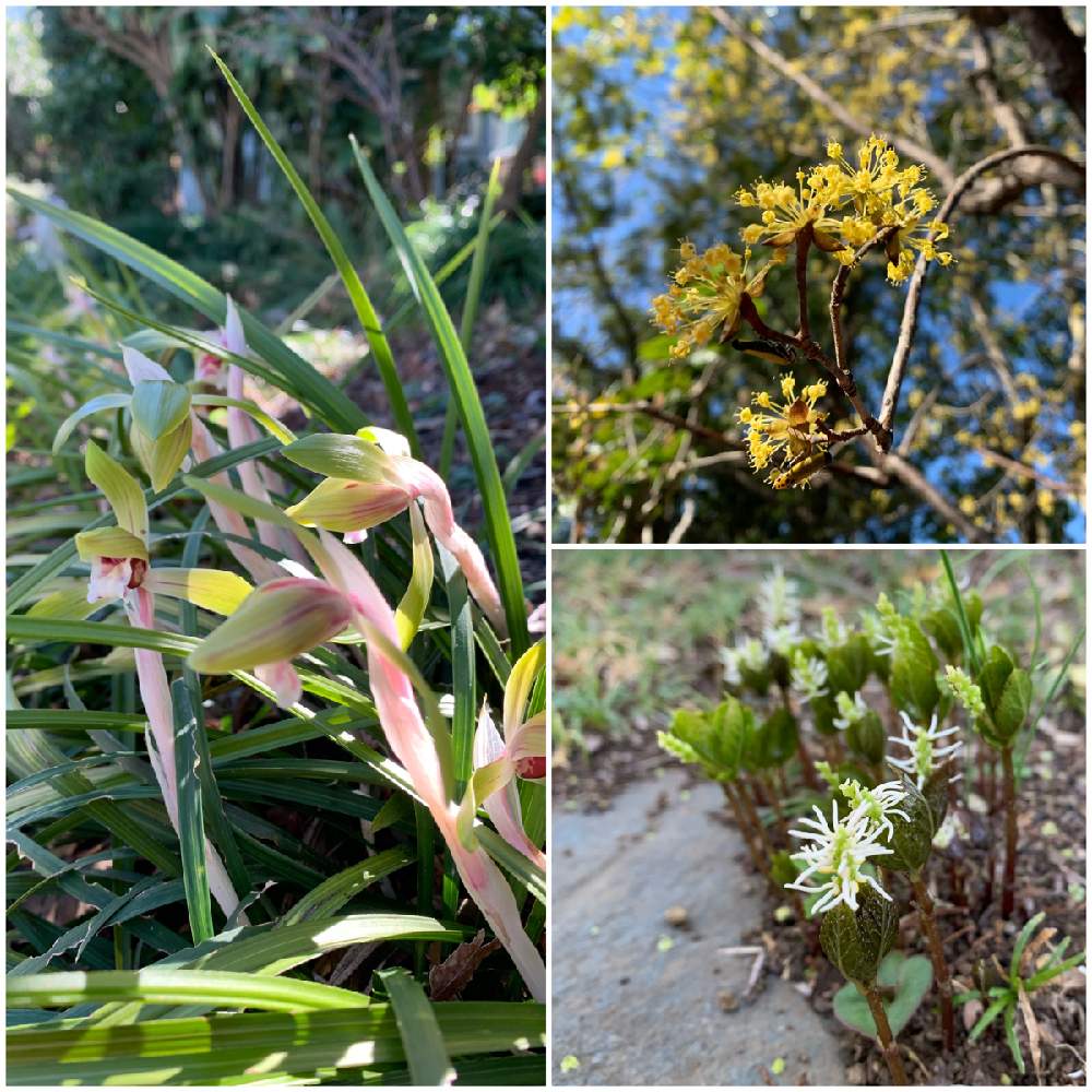 ヒトリシズカの投稿画像 By ふゆさん 春蘭 通称 ジジババ とサンシュユウと山野草と庭作りと庭木とガーデニングと花のある暮らし 月3月12日 Greensnap グリーンスナップ