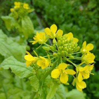 白菜の花の投稿画像一覧 Greensnap グリーンスナップ