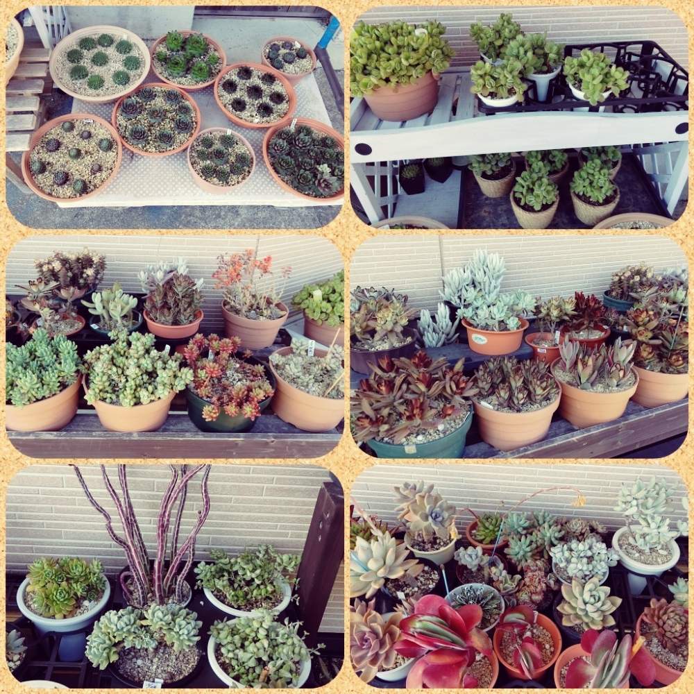 多肉植物の投稿画像 By Ksh Alaさん 高知タニラーと趣味の園芸 と多肉女子と花のある暮らしと家庭菜園奮闘日記 月3月12日 Greensnap グリーンスナップ