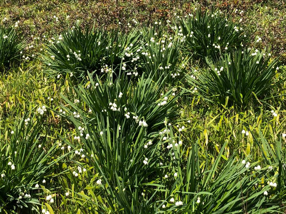 スノーフレークスノーフレークとは ヒガンバナ科 の植物の1つ 和名はオオマツユキソウ 別名はスズランスイセン 1月23日 2月17日 3月19日 4 月16日の誕生花でもあるの投稿画像 By りーなーさん 月3月12日 Greensnap グリーンスナップ