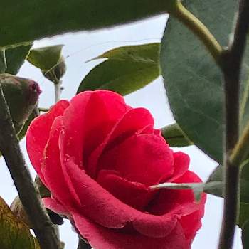 ナンシーレーガンの投稿画像一覧 Greensnap グリーンスナップ