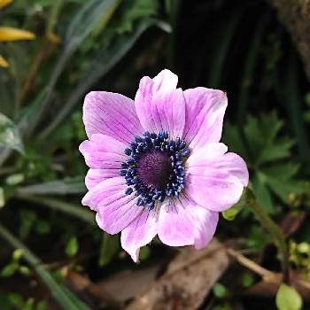 原種系アネモネ フルゲンスの投稿画像一覧 Greensnap グリーンスナップ