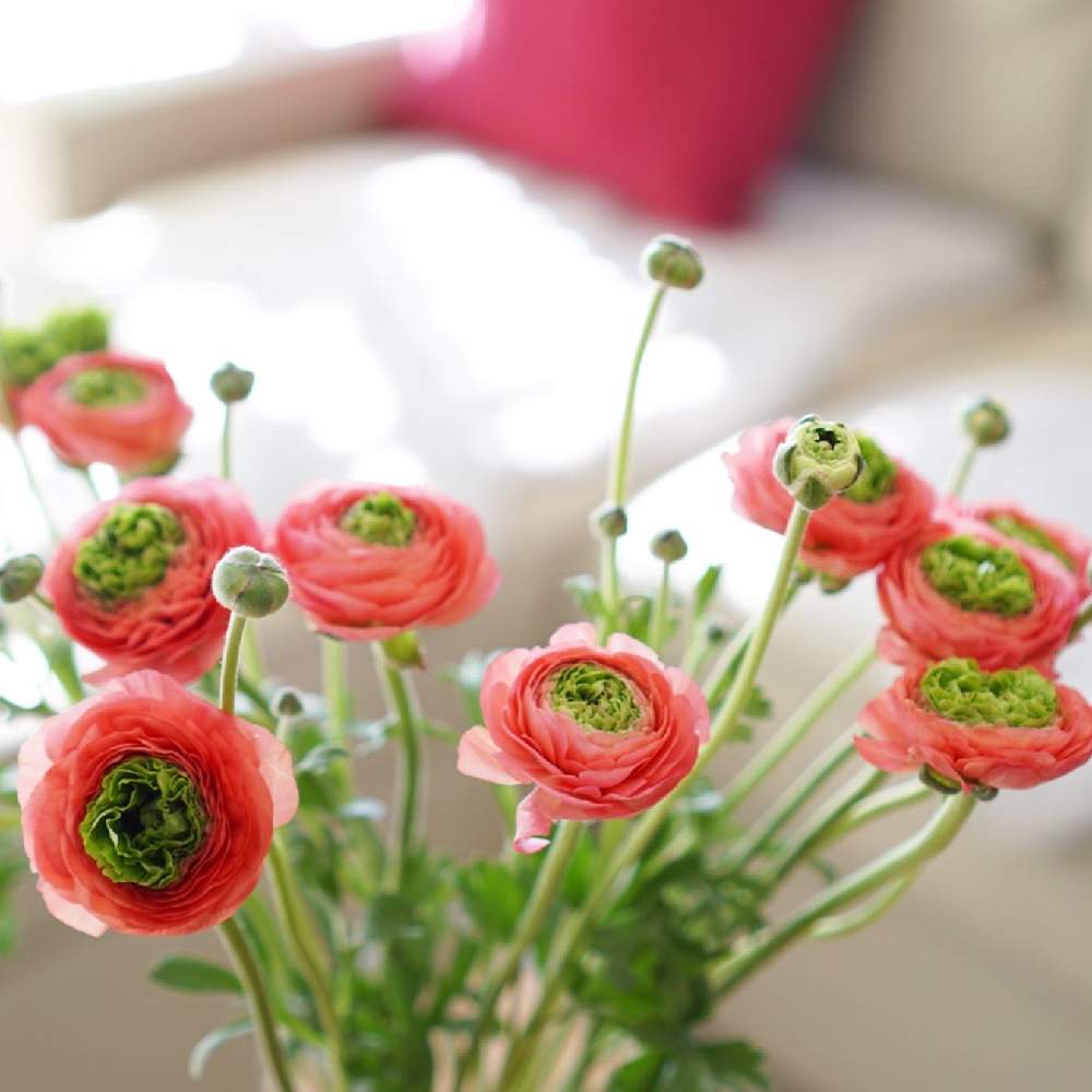 ラナンキュラスの投稿画像 By Charoさん ラナンキュラス シストロンとインテリアとリビングと季節の花と花のある暮らしとリビングと季節の花と花のある暮らし 月3月12日 Greensnap グリーンスナップ Greensnap グリーンスナップ