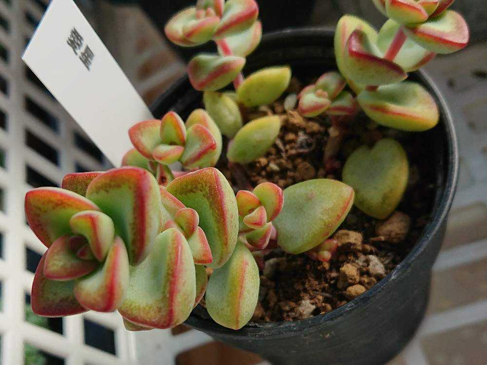 多肉植物 Hmクラッスラ スブアフィア 多肉植物 クラッスラ Mishiyouhin インテリア小物 Cpmalaysia Com