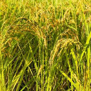 収穫直前の稲穂の投稿画像一覧 Greensnap グリーンスナップ