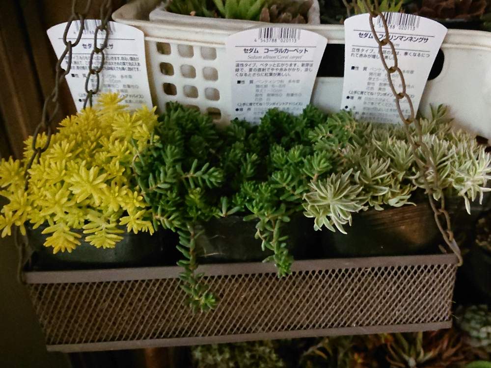セダム ミモザの投稿画像 By Aymさん ｾﾀﾞﾑ ｺｰﾗﾙｶｰﾍﾟｯﾄとｾﾀﾞﾑ ﾌｸﾘﾝﾏﾝﾈﾝｸﾞｻとセダム属と多肉植物と団地のベランダ多肉ともりもり多肉と成長中と多肉女子とタニラーとスパルタ多肉とバルコニスト 月3月12日 Greensnap グリーンスナップ