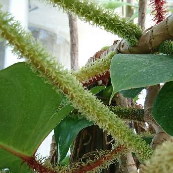 不思議植物の投稿画像一覧 Greensnap グリーンスナップ