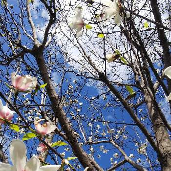 コブシの木の投稿画像一覧 Greensnap グリーンスナップ