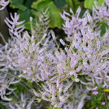 メイフラワーの投稿画像一覧 Greensnap グリーンスナップ