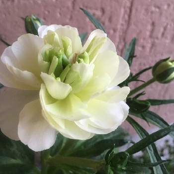 ラナンキュラスラックス ニノスの投稿画像一覧 Greensnap グリーンスナップ