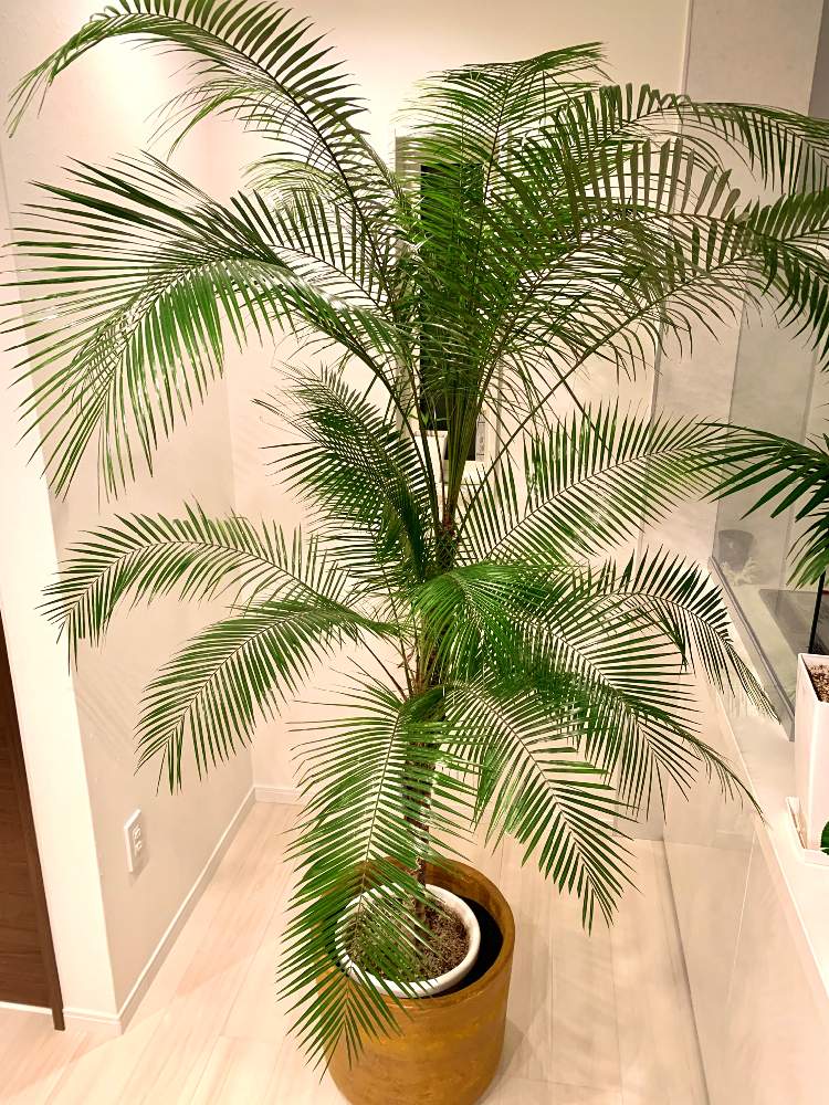 Lytocaryum Weddellianum ブラジルヒメヤシ の投稿画像 By Yskspdさん 部屋と ヤシの木と観葉植物と南国とトロピカルとヤシと ヤシの木と観葉植物と南国とトロピカルとヤシ 月3月12日 Greensnap グリーンスナップ Greensnap グリーンスナップ