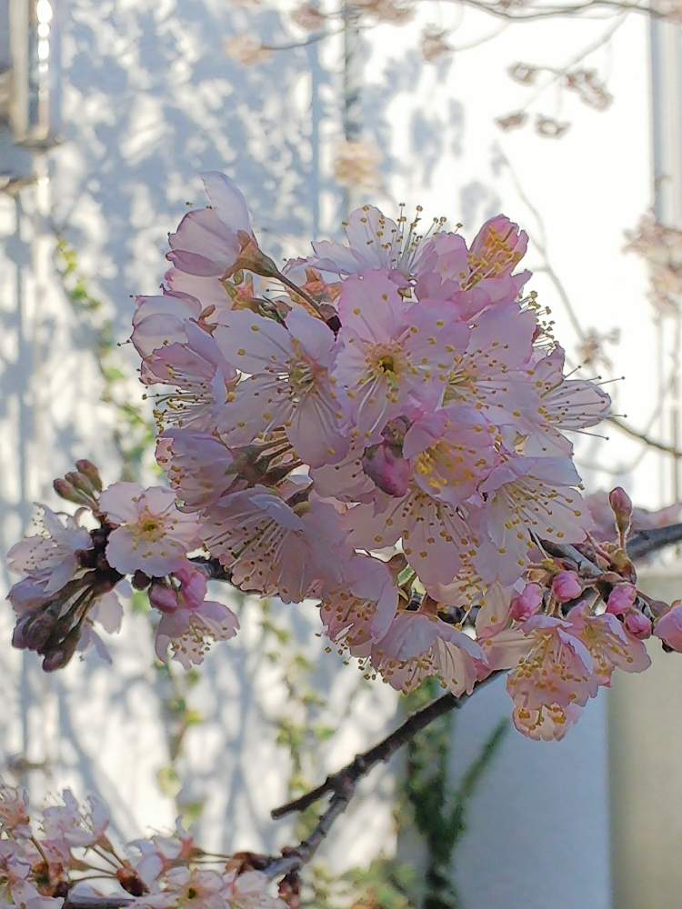 暖地桜桃の投稿画像 By 胡蝶さん 暖地さくらんぼとさくらんぼの花ときれいな色とgreensnapさん ありがとうと花のある暮らしとかわいい花と携帯カメラ 月3月12日 Greensnap グリーンスナップ