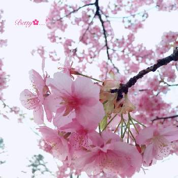 可愛すぎての画像 by ベティさん | お出かけ先と河津桜と花のある暮らしとピンクのお花と可愛すぎてとキレイだな♡