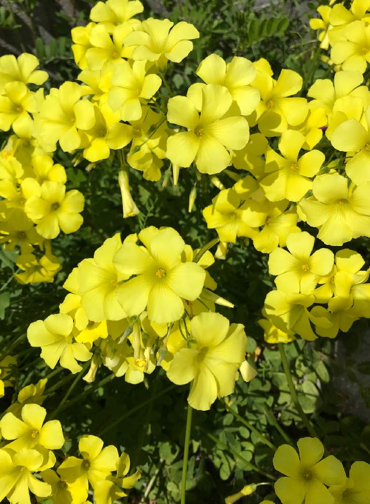 大黄花カタバミの投稿画像 By バジルさん オキザリス ペスカプラエ オオキバナカタバミ とオオキバナ カタバミとオオキバナカタバミと散歩と花のある暮らしと春が来たとオキザリス ペスカプラエ 月3月12日 Greensnap グリーンスナップ