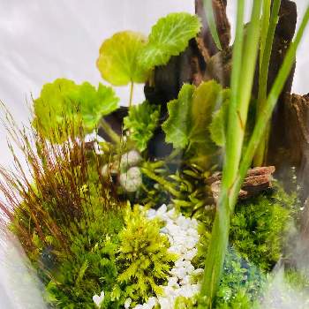 湿気好き植物の投稿画像一覧 Greensnap グリーンスナップ