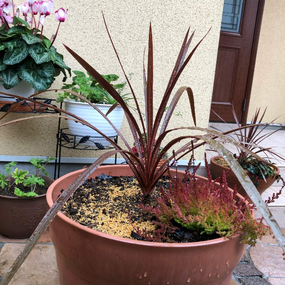 カルーナの投稿画像 By まみこさん コルジリネ レッドスターと玄関と寄せ植えと花壇と鉢植えとガーデニングと花のある暮らしと寄せ植えと花壇と鉢植えとガーデニングと花のある暮らし 月3月13日 Greensnap グリーンスナップ Greensnap グリーンスナップ