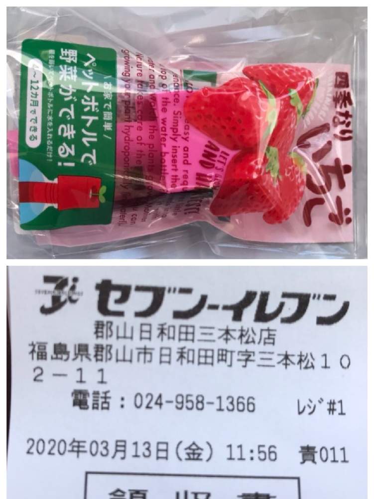 四季なりイチゴの栽培キット 種まき編 Greensnap グリーンスナップ