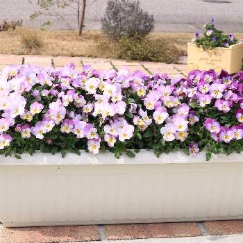 ビオラ ピンクレモンリップの投稿画像一覧 Greensnap グリーンスナップ