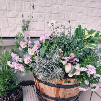 クッションブッシュの投稿画像一覧 Greensnap グリーンスナップ