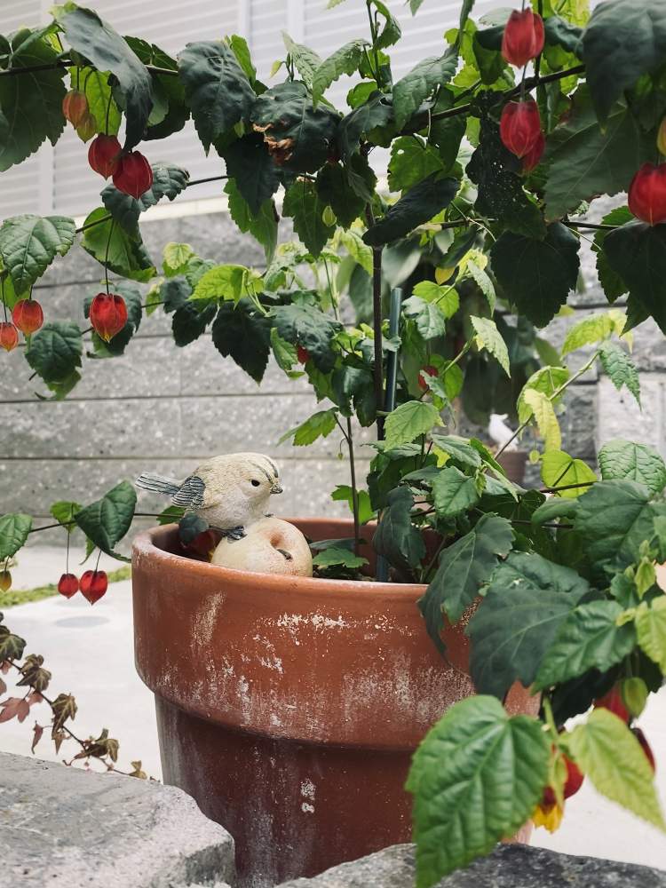 アブチロン チロリアンランプ の投稿画像 By Keisukeさん 鉢植えと花のある暮らしとアブチロンさんとアブチロン チロリアンランプ 月3月13日 Greensnap グリーンスナップ