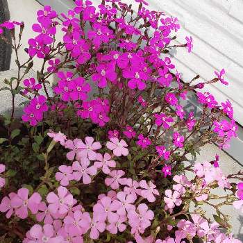 スパニッシュフラメンコの投稿画像一覧 Greensnap グリーンスナップ