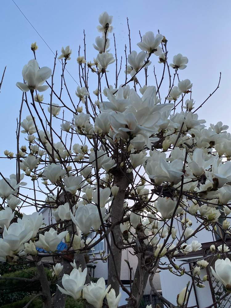 樹木の投稿画像 By 山ちゃんさん 花のある暮らしと白い花と近所の木とモクレン 月3月13日 Greensnap グリーンスナップ