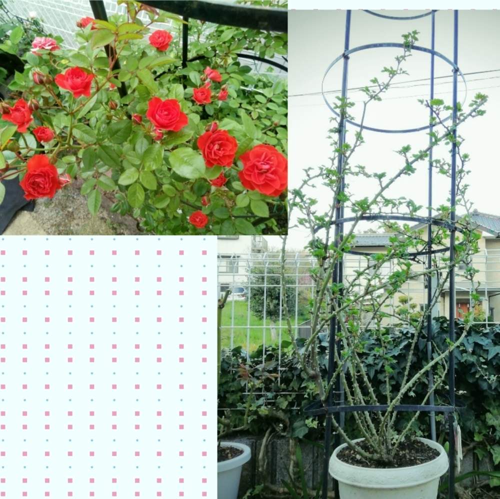 バラ剪定誘引の投稿画像 By Blue Mooon さん 薔薇愛同盟と花のある暮らしとばら バラ 薔薇とオレンジメイアンと 薔薇 3月 と小さな庭と オレンジメイアンディナとバラ剪定誘引と薔薇愛同盟と花のある暮らしとばら バラ 薔薇と 薔薇3月 と オレンジメイアンディナ
