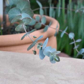 ユーカリ アップルボックスの投稿画像一覧 Greensnap グリーンスナップ