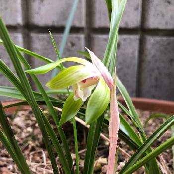 春蘭 通称 ジジババ の投稿画像一覧 Greensnap グリーンスナップ