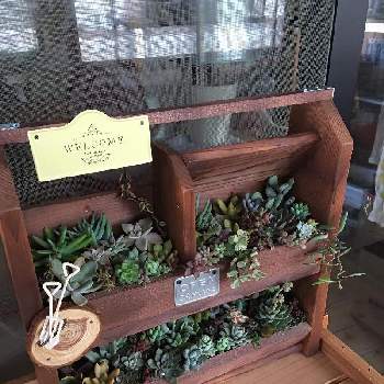 手作り木工プランターの投稿画像一覧 Greensnap グリーンスナップ