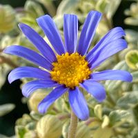 感謝,青い花,キク科,花のある暮らし,ブルーデージー♪の画像