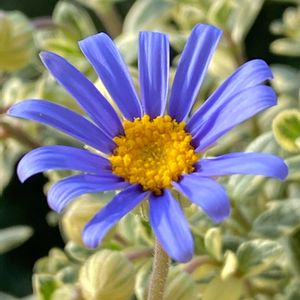 感謝,青い花,キク科,花のある暮らし,ブルーデージー♪の画像