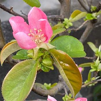 カリンの花の投稿画像一覧 Greensnap グリーンスナップ