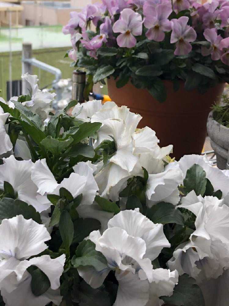 パンジーxビオラの交配 種まき Greensnap グリーンスナップ