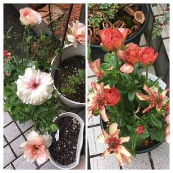 ラナンキュラス ラックス テセウスの投稿画像一覧 Greensnap グリーンスナップ