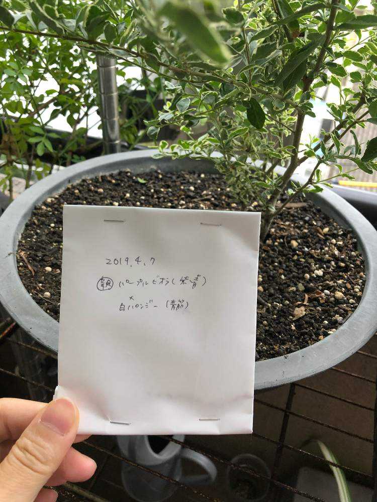 パンジーxビオラの交配 種まき Greensnap グリーンスナップ