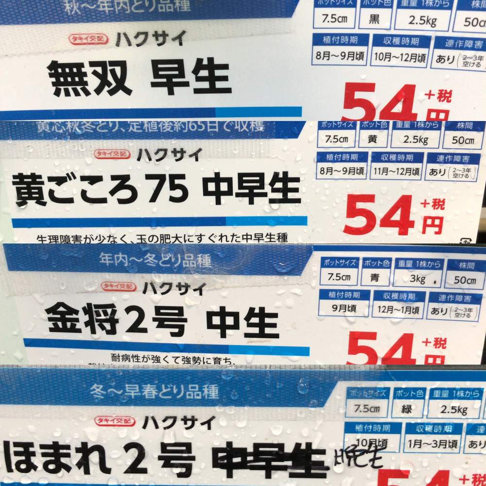 白菜栽培 4品種比べ Greensnap グリーンスナップ