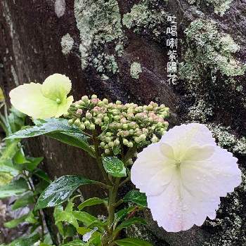 M's Ajisai( Hydrangea)の画像 by 美野美谷さん | 広い庭とトカラアジサイ(吐喝喇紫陽花)と花物盆栽と山野草と和の庭と和風の庭とM's style bonsaiとM's style bonsai(花もの)とM's Ajisai( Hydrangea)