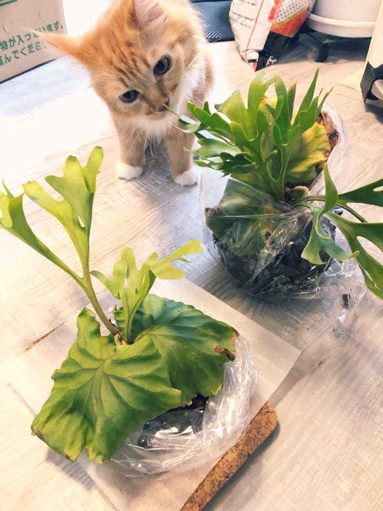 リドレイ成長記録 2020.3.10〜｜🍀GreenSnap（グリーンスナップ）