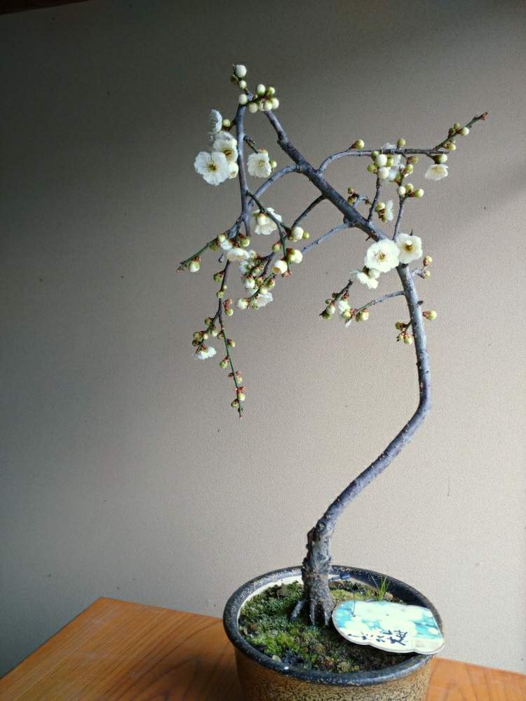 しだれ梅の投稿画像 By やぎ座さん 盆栽と新潟県 月3月14日 Greensnap グリーンスナップ