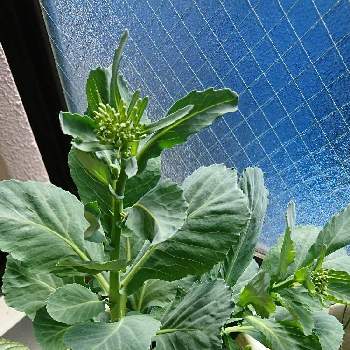 キャベツの花 の投稿画像一覧 Greensnap グリーンスナップ