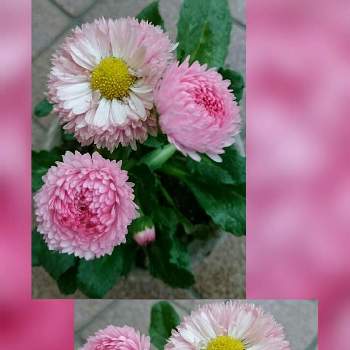 ヒナギク属の画像 by SILVIAさん | 玄関とデージーとピンクとキク科と花のある暮らしとヒナギク属