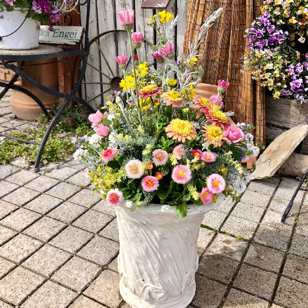 玄関の投稿画像 By Planteさん 寄せ植えとギャザリング寄せ植えとギャザリングとナチュラルスタイルとガーデニングと花のある暮らしと寄せ植えと ギャザリング寄せ植えとギャザリングとナチュラルスタイルとガーデニングと花のある暮らし 月3月14日 Greensnap