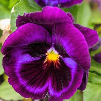 紫色のパンジーの投稿画像一覧 Greensnap グリーンスナップ