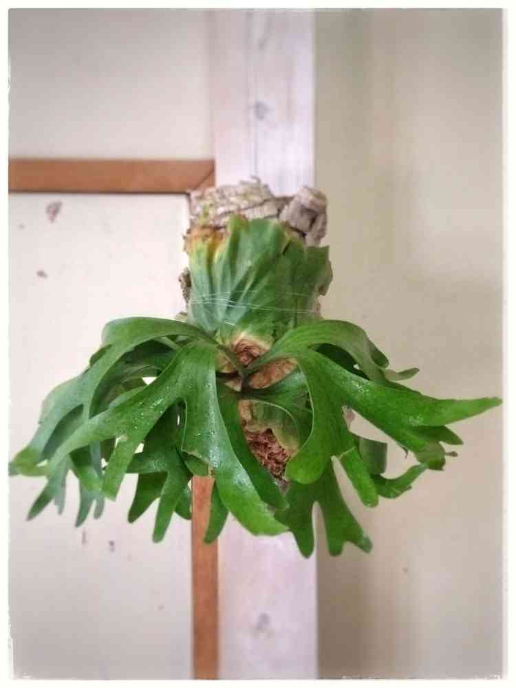 P.x kitshakoodiense Ploy-Ratanaの一覧｜🍀GreenSnap（グリーンスナップ）