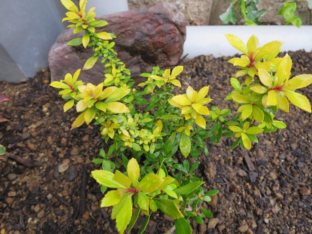 エスカロニア ゴールデンカーペットの投稿画像 By オリカナさん カラーリーフと観葉植物と花壇と花のある暮らしと地植え 月3月14日 Greensnap グリーンスナップ